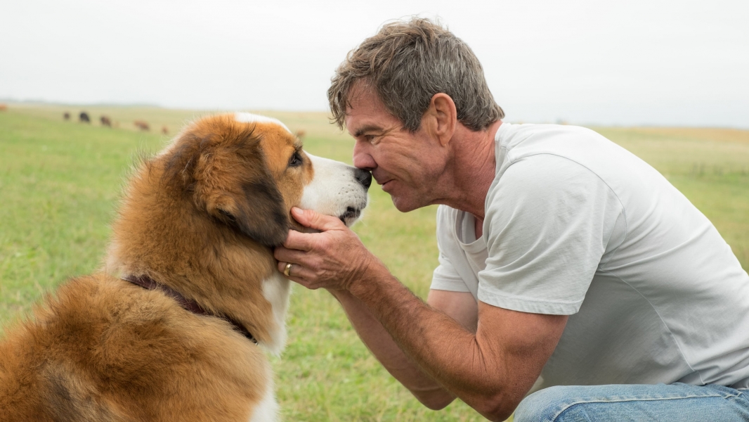 A Dog's Purpose 2017 Full movie online MyFlixer